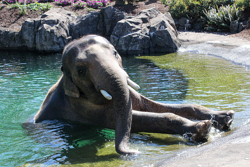 A young Asian elephant at the Oregon zoo in a pool on a sunny day, looking at the camera.