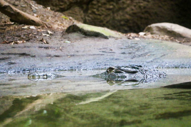 istock Alligator partially submerged in water 1441574209