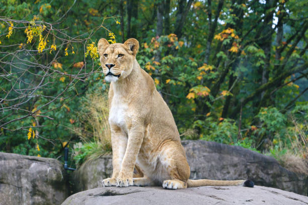 istock Lioness sitting on rock at zoo 1441574228
