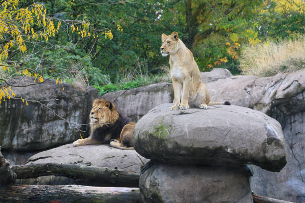 istock Two lions, male and female, on rocks 1441574247