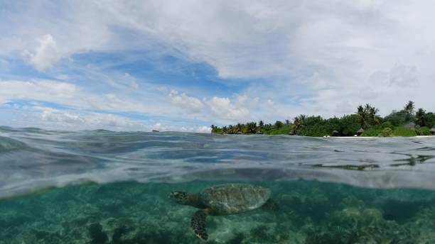 istock Sea Turtle in Maldives Coral Reef 1441574333