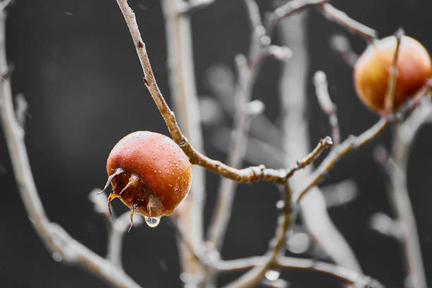 A closeup of Mespilus germanica tree