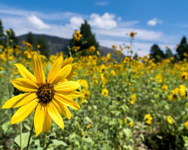 istock Selective focus shot of sunflowers in the field 1441574450