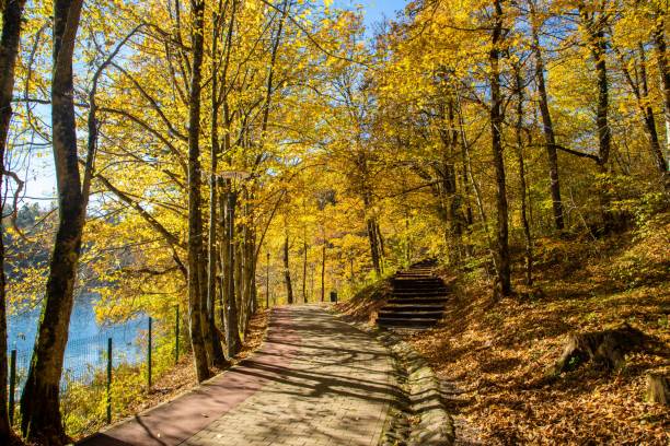 istock Alley from the Sovata resort - Romania 1441574549