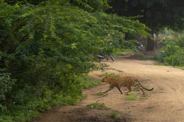 istock Leopard walking in the valley to the green forest 1441574673