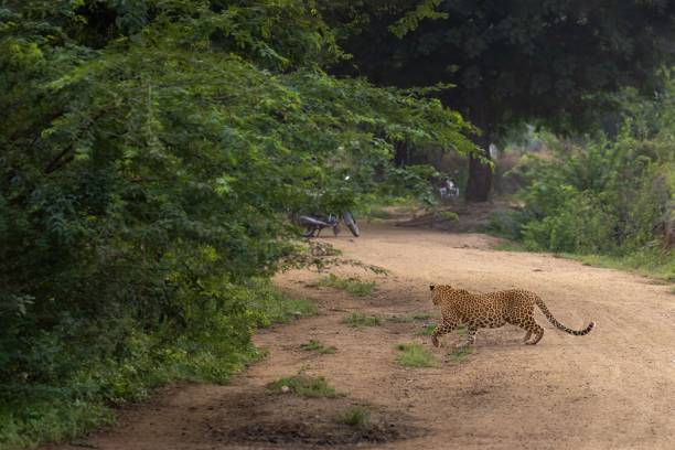 istock Leopard walking in the valley to the green forest 1441574674