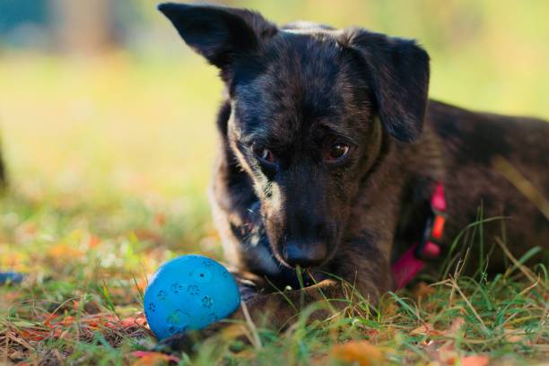 istock Dark brown small dog playing with blue ball on a field 1441574824