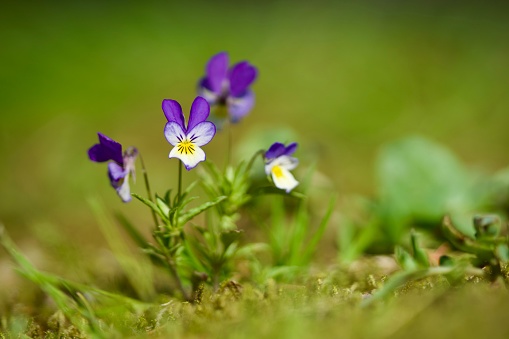 A closeup of the small violet flowers