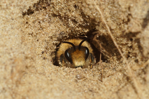Closeup on a male Early cellophane bee, Colletes cunicularius, peaking out of the underground nest in a sandy soil