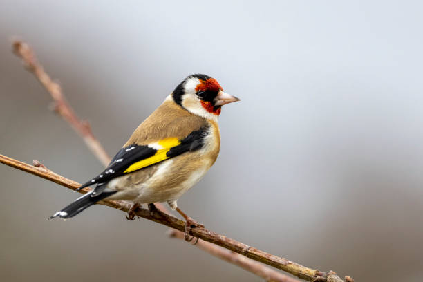 istock European Goldfinch on a branch 1441574975