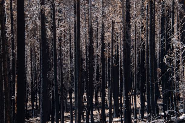 istock Scenic view of leafless trees found in a forest on a sunny day 1441575006