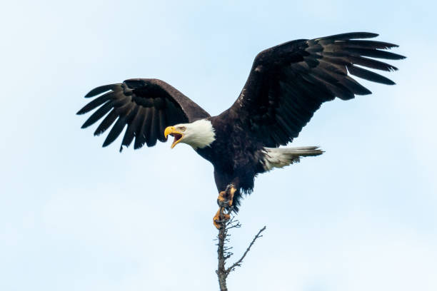 istock Beautiful shot of a Bald eagle posturing with wings outstretched and beak open 1441575027