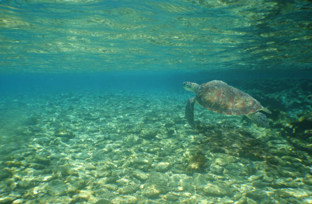 istock Sea turtle approaching the sandy bottom of the ocean 1441575082