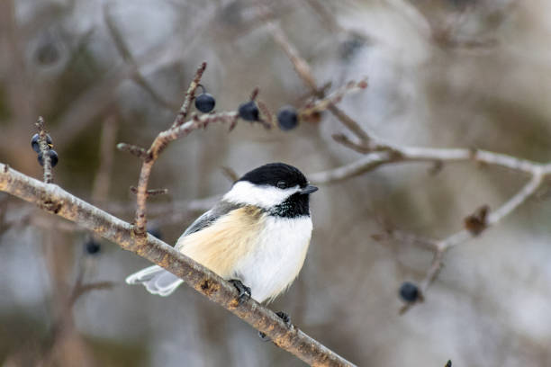 istock Black-capped chickadee perched on a branch 1441575091