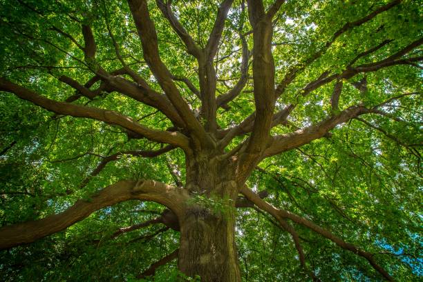 istock Low angle shot of an oak tree with green leaves 1441575119