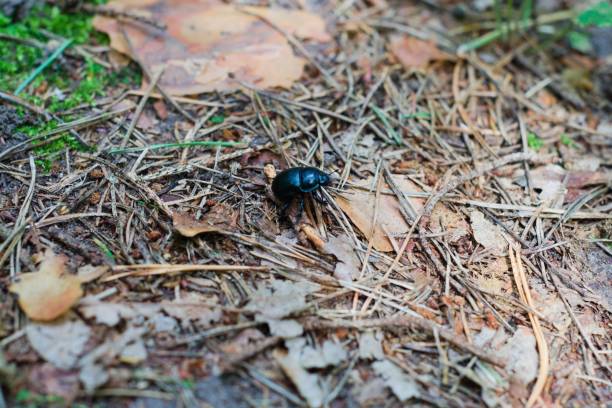 A shiny blue beetle walking over wood sticks and leaves in a forest