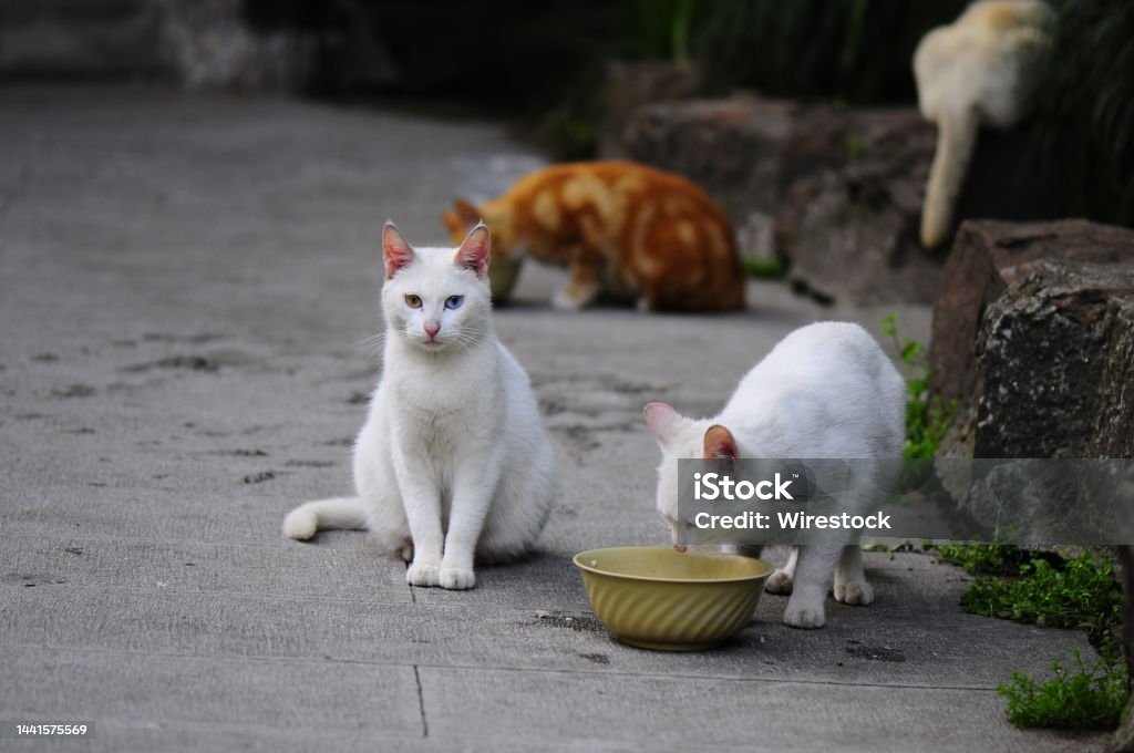 Group of white stray cats eating food from the pot outdoors A group of white stray cats eating food from the pot outdoors Animal Stock Photo