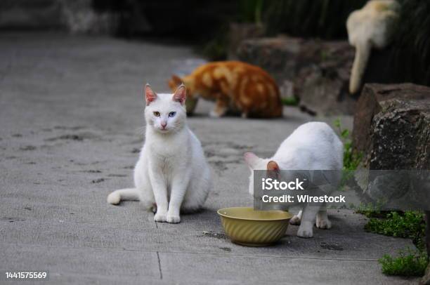 Group Of White Stray Cats Eating Food From The Pot Outdoors Stock Photo - Download Image Now
