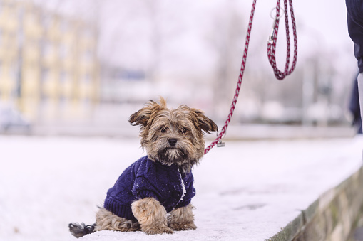 Adorable cute puppy sitting leashed on snowy wall. CHavanese Yorkshire mixed breed dog in winter with snow background.