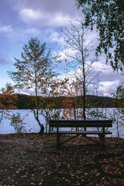 istock Vertical shot of an empty bench by a river during autumn 1441575993