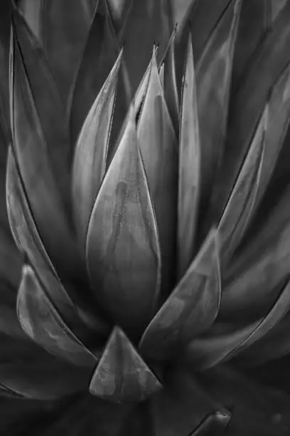 A grayscale shot of Agave tequilana growing in a garden with a blurry background