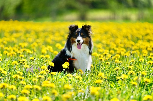 A cute Sheltie dog in a field with beautiful yellow flowers on a sunny day