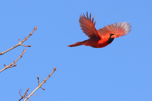 A closeup shot of a cute male Northern cardinal bird or redbird flying against blue sky