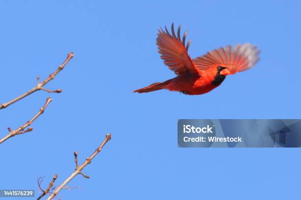 Closeup Shot Of A Cute Male Northern Cardinal Bird Or Redbird Flying Against Blue Sky Stock Photo - Download Image Now