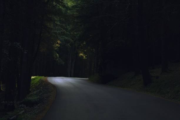 istock Curvy flat road passing between dense trees in the forest in the dark 1441576251
