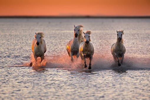 A group of white horses galloping on water at the coast of Camargue in France at sunset