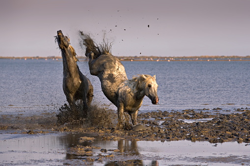 Two horses wildly galloping at the coast of Camargue in France at dusk