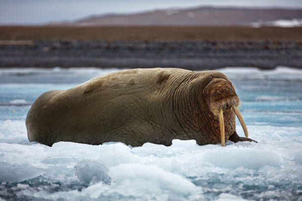 istock Walrus with long tusks, lying on a floating ice at Svalbard, Norway 1441576400
