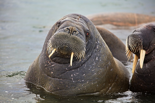 A big Walrus swimming in the water in Svalbard on a cold winter day