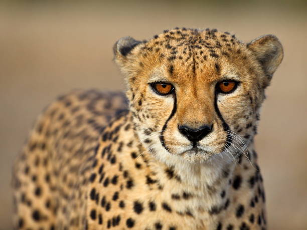 istock Selective focus of a leopard in Namibia national park 1441576451