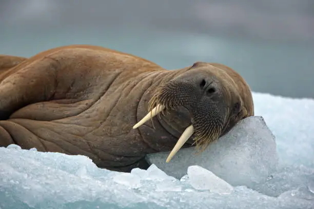 A big Walrus lying in the snowy habitat in Svalbard on a cold winter day