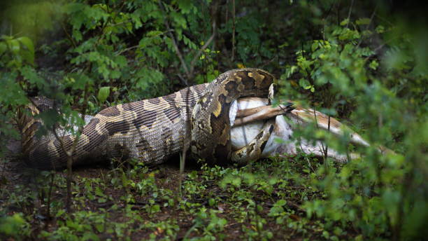 istock Beautiful shot of a python eatings it's prey in Sri Lanka 1441576514