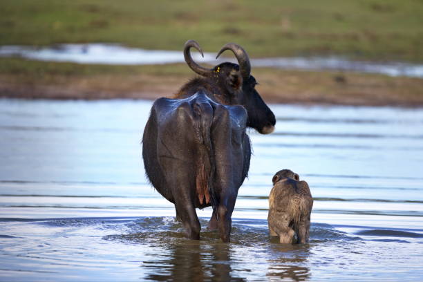 A water buffalo and its young wading in rice fields in Sri Lanka
