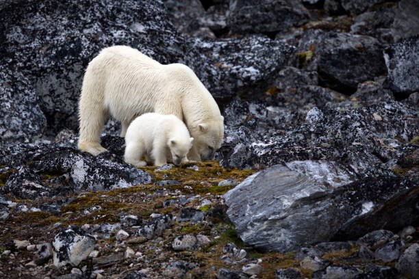 istock Polar bear and its young on a rocky shore in Svalbard, Norway 1441576525
