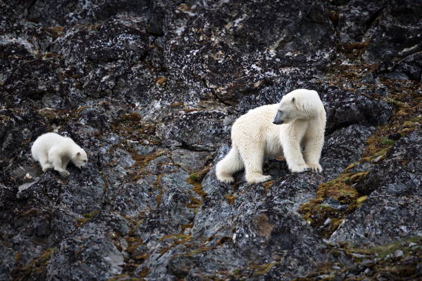 istock Polar bear looking after its young while traversing a rocky cliff in Svalbard, Norway 1441576532