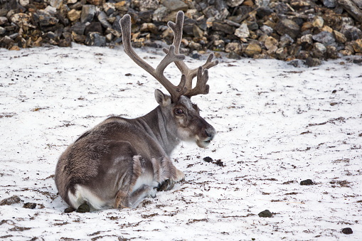 A closeup of a reindeer lying on snowy ground at Svalbard, Norway