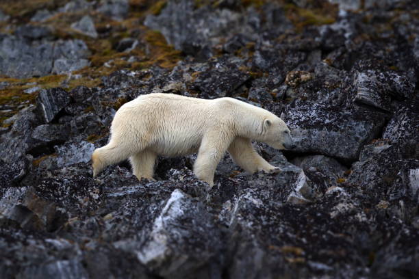 istock Polar bear on the rocks along the shore in Svalbard, Norway 1441576540