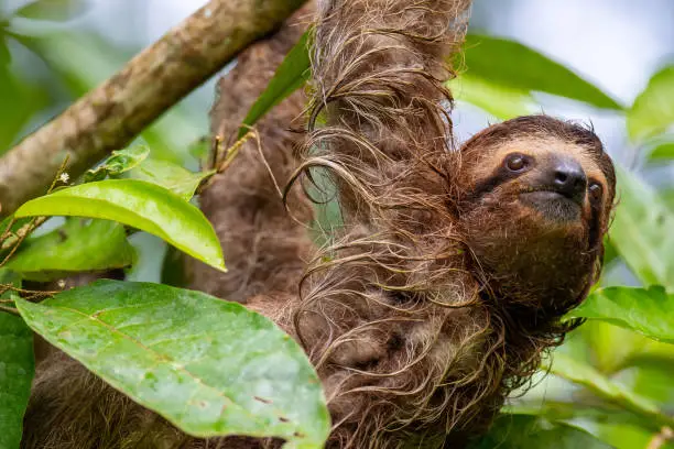 A selective closeup of a cute sloth hanging on a tree