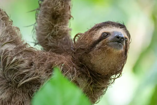 A selective closeup of a cute sloth hanging on a tr