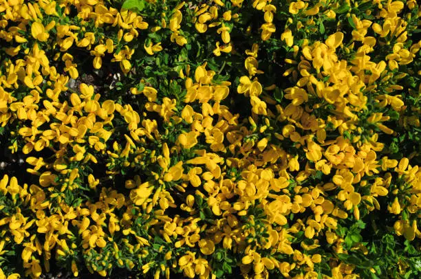 A closeup shot of vibrant yellow Genista pilosa or hairy greenweed plant under bright sunlight