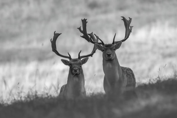 istock Grayscale shot of two deer in the field 1441576761
