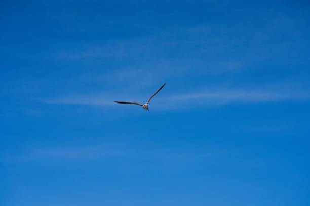 istock Seagull flying against a blue sky. 1441577102