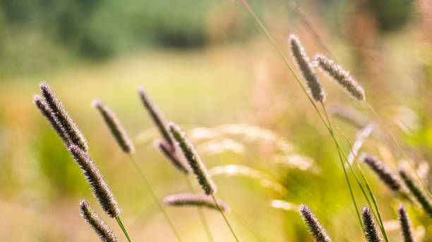 istock Of phleum in a meadow in the blurred background. 1441577183