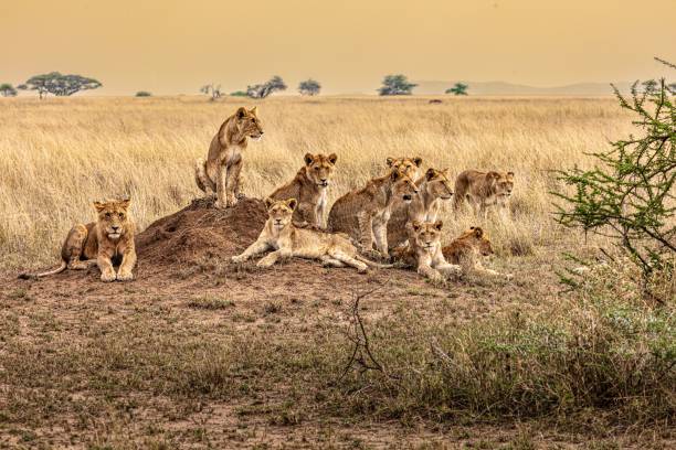 istock Closeup shot of lionesses 1441577416