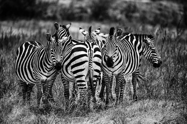 istock Grayscale closeup shot of zebras 1441577422