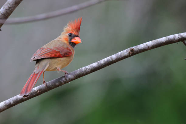 istock Closeup of a red cardinal on a tree branch on a blurred background 1441577450
